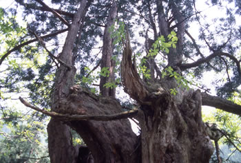 図1　洞杉と樹上の着生植物
